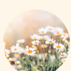 Chamomile Extract