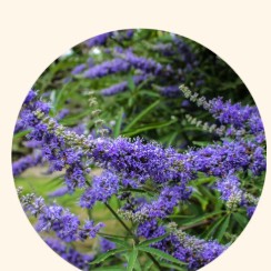 Chaste Tree Berry Extract