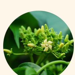 Gymnema Sylvestre Extract