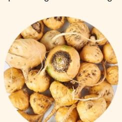 Gelatinised Maca Extract