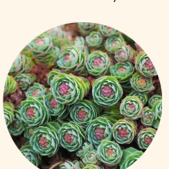 Rhodiola Rosea Extract