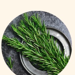 Rosemary Extract