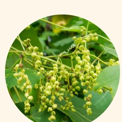 Wild Yam Extract